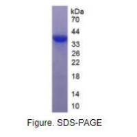 穿孔素1(PRF1)活性蛋白
