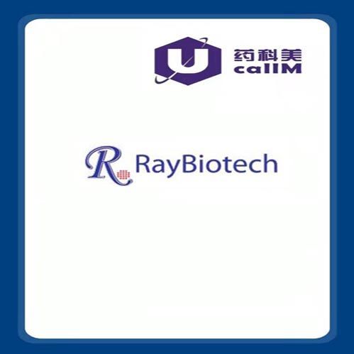 北京美科美生物公司代理raybiotech