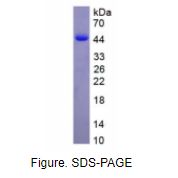 白介素12B(IL12B)活性蛋白