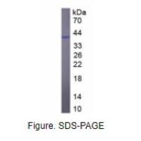 无翅型MMTV整合位点家族成员5A(WNT5A)活性蛋白