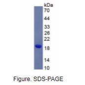 核糖核酸酶A(RNase A)活性蛋白