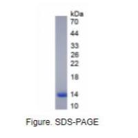 α-乳清蛋白(aLA)天然蛋白