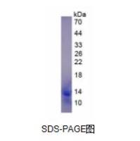 单核细胞趋化蛋白4(MCP4)活性蛋白