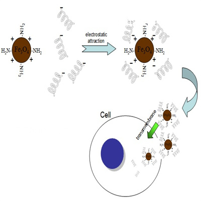 土壤基因组 DNA 提取试剂盒（磁珠法）