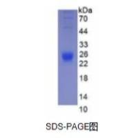 嗜酸粒细胞趋化因子(ECF)活性蛋白