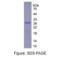 磷脂酰肌醇蛋白聚糖4(GPC4)活性蛋白