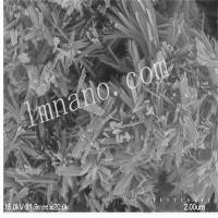 40nm 氧化铜纳米线