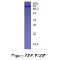 乳铁传递蛋白(LTF)天然蛋白