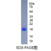 β-乳球蛋白(bLg)天然蛋白