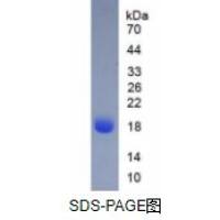 β-乳球蛋白(bLg)天然蛋白