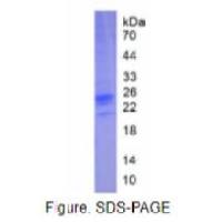 干扰素γ(IFNg)活性蛋白