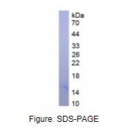 血红蛋白α1(HBa1)天然蛋白