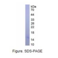 血红蛋白α1(HBa1)天然蛋白