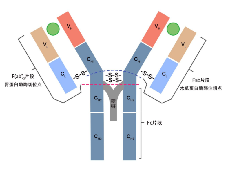 趋化因子配体2(CXCL2)活性蛋白