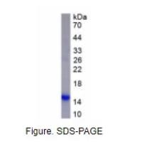 血小板因子4(PF4)活性蛋白