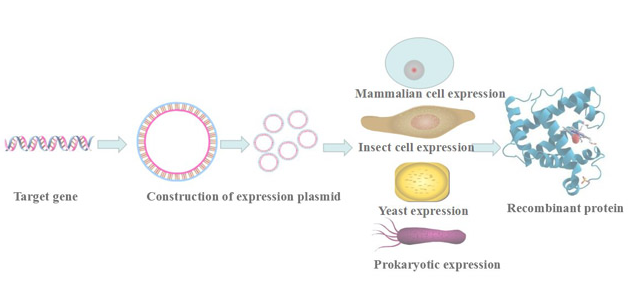 白介素1ζ(IL1z)活性蛋白