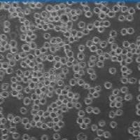 细胞复苏和冻存