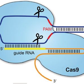 CRISPR/CAS9 sgRNA文庫構建和篩選