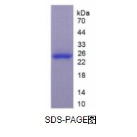 谷胱甘肽S转移酶π1(GSTp)活性蛋白