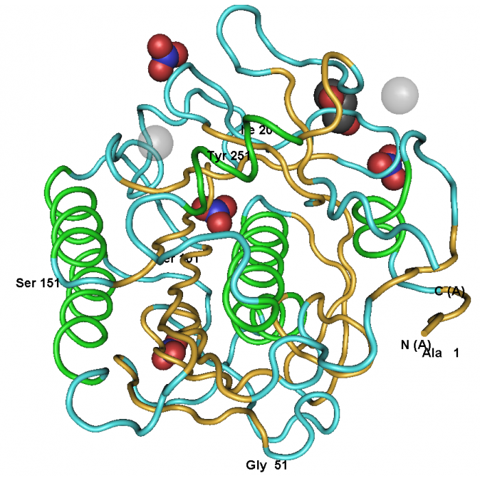 蛋白酶K,来源于源于白色念球菌