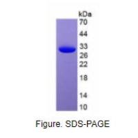 绿色荧光蛋白(GFP)真核蛋白