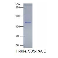血小板内皮细胞粘附分子1(PECAM1)真核蛋白