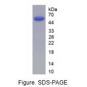 组织蛋白酶A(CTSA)真核蛋白