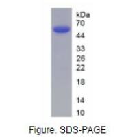 组织蛋白酶A(CTSA)真核蛋白