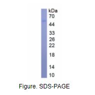 犬尿氨酸酶(KYNU)真核蛋白