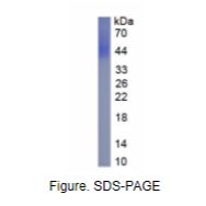 CD86分子(CD86)真核蛋白