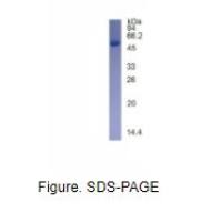 蛋白酪氨酸磷酸酶受体C(CD45)真核蛋白