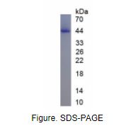 表面活性物质关联蛋白D(SPD)真核蛋白