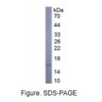 18kDa阳离子抗菌肽(CAMP)真核蛋白