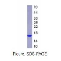 MutS同源物2(MSH2)真核蛋白