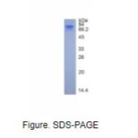 归巢关联细胞黏附分子(HCAM)真核蛋白