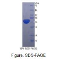 白介素11(IL11)真核蛋白