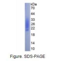 间隙连接蛋白43(CX43)真核蛋白