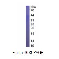 CD28分子(CD28)真核蛋白