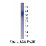 促微管蛋白聚合蛋白(TPPP)真核蛋白