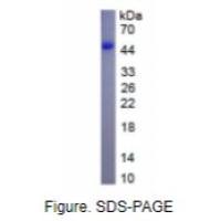 β-1,3-葡糖醛酸基移酶1(b3GAT1)真核蛋白