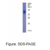 CD42b分子(CD42b)真核蛋白