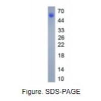 淋巴细胞激活基因3(LAG3)真核蛋白