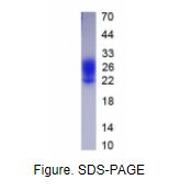 白介素3(IL3)真核蛋白