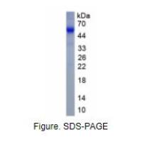 唾液酸结合Ig样凝集素3(CD33)真核蛋白