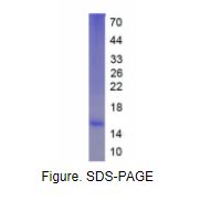 CD99分子(CD99)真核蛋白