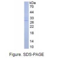 27kDa热休克蛋白(Hsp27)真核蛋白