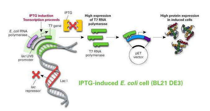 CD86分子(CD86)真核蛋白