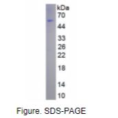 白介素23(IL23)真核蛋白