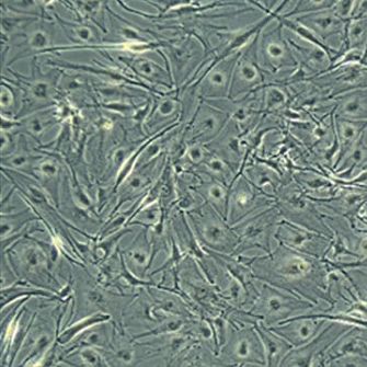 人永生化新生儿黑色素细胞（CRL-4064）hTERT Neonatal; Dermal Melanocytes; Human (Homo sapiens)