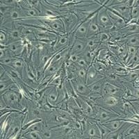 人永生化新生儿黑色素细胞（CRL-4064）hTERT Neonatal; Dermal Melanocytes; Human (Homo sapiens)